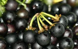 不是黑色果实吗 吃瓜,吃瓜群众的趣味探索