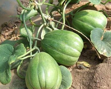 老王漫展吃瓜,揭秘幕后精彩瞬间