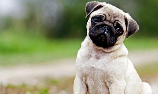 白巴哥网红视频,萌宠日常，笑料百出！