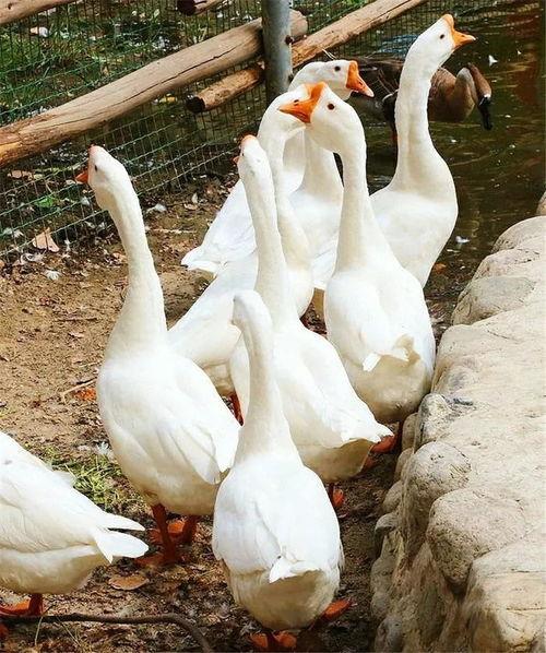 瑾瑾鹅吃瓜,揭秘娱乐圈那些不为人知的幕后故事