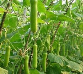 瓠瓜怎么储存冬天吃,新鲜美味过寒冬