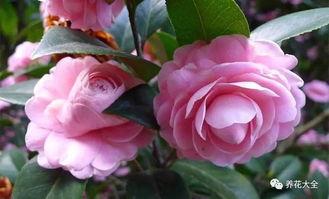 大连头条养花大神,大连养花达人教你轻松打造私家花园