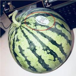 临沂网红吃瓜,揭秘幕后故事与热门话题